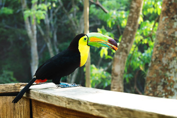 Keel-billed Toucan, Ramphastos sulfuratus, with a berry in Macaw Mountain Bird Park, Copan Ruinas, Honduras