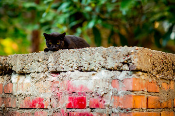 black, scary cat with green eyes, sitting on a brick wall, on Halloween