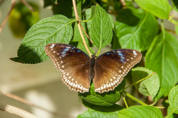 The beauty of the colors and pattern of a butterfly