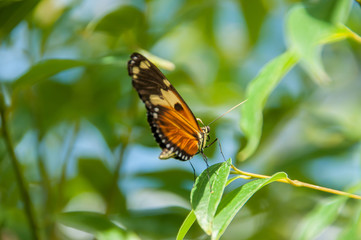 The beauty of the colors and pattern of a butterfly