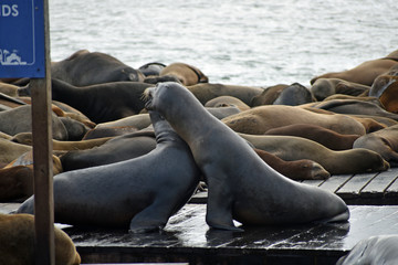 Fototapeta premium Sea Lions at Pier 39