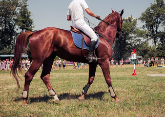 Horse and rider