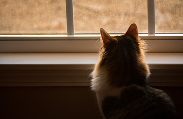 cat looking out the window