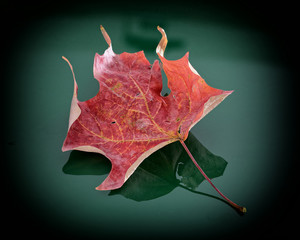 Naklejka premium red maple leaf on green background