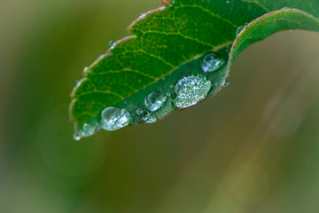 water droplet leaf