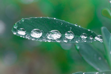 water droplet leaf