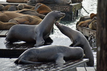 Sea Lions at Pier 39