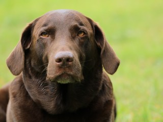 Portrait of a funny chocolate labrador retriever