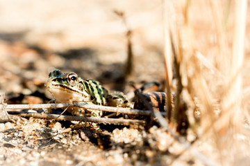 frog
