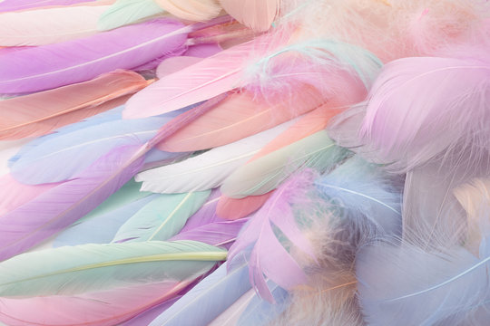 Fototapeta Close up to bright colorful feathers background. Top view