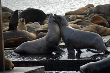 Sea Lions at Pier 39