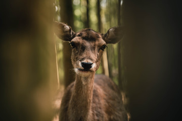 Obraz premium Reh kaut nicht