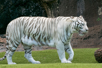 Fototapeta na wymiar Tigre blanco