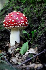 muchomor czerwony