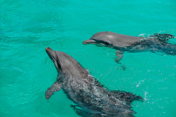 two dolphins are playing in the natural environment, in the ocean