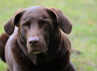 Brown labrador