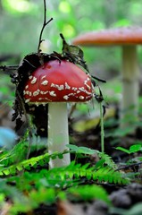 muchomor czerwony © Piotr Łaskawski
