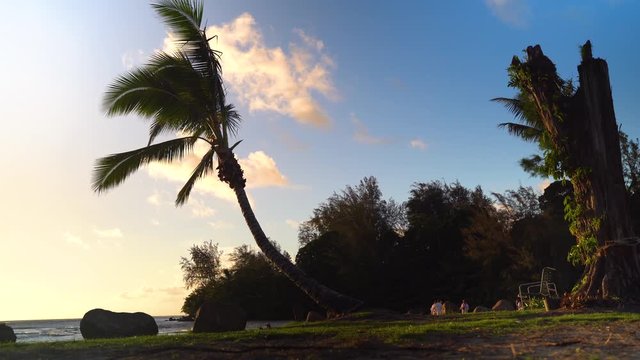 Beautiful Hawaiian Coastline Palm Trees during Sunset