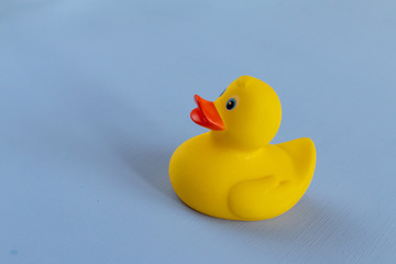 Yellow rubber duck isolated on blue background, space for text