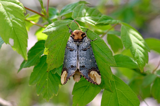 Buff-tip - Mondfleck / Mondvogel (Phalera bucephala) 