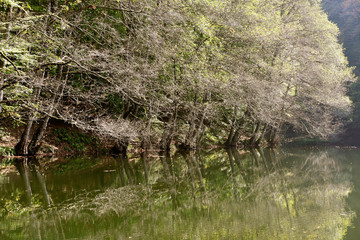 beautiful reflection on Yedigoller lake in Turkey