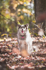 Dog Posing in the woods with fall color in the midwest