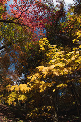 Fall color in the midwest