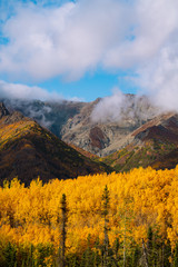 Forest and trees in autumn colors in Alaska