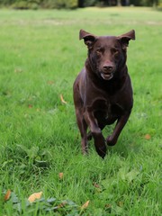 Chocolate labrador retriever running and jumping in the green countryside