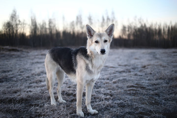 Naklejka na ściany i meble Charismatic dog at walk in winter at dawn