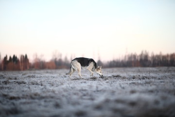 Charismatic dog at walk in winter at dawn