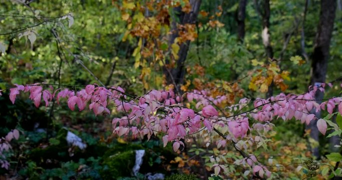 Autumn pink leaves on the branches of a tree close-up nature video