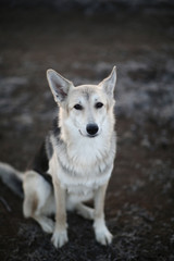 Charismatic dog at walk in winter at dawn