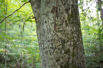 initials carved on tree trunk along hiking trail in calvert county southern maryland usa - obrazy, fototapety, plakaty