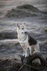 Obraz premium Charismatic dog at walk in winter at dawn