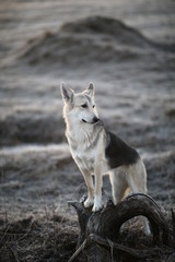 Charismatic dog at walk in winter at dawn