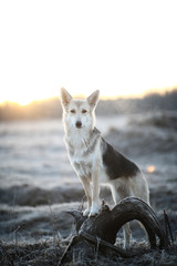 Charismatic dog at walk in winter at dawn