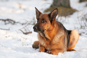 German Shepherd lies on snow