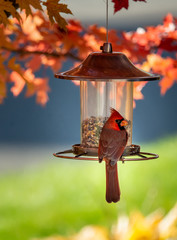  Cardinal bird on a bird feeder © Anna
