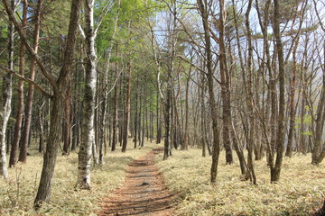 Obraz premium 八ヶ岳