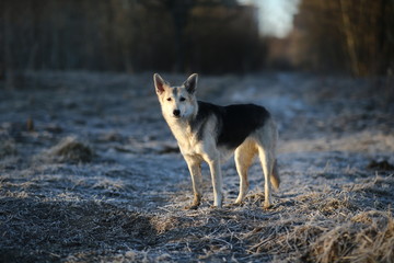 Charismatic dog at walk in winter at dawn