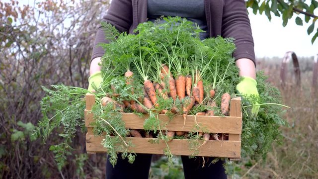 Happy women farmers dig up and put carrots gathered in box in their own area. Traditions of ecological nutrition, vegan, healthy nutrition, respect for nature. Hand close up