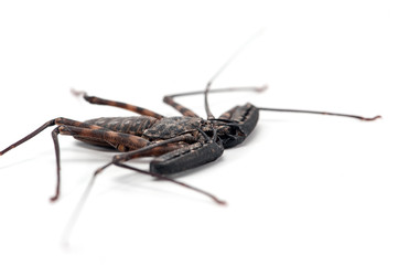 Tailless Whip scorpions isolated on white background