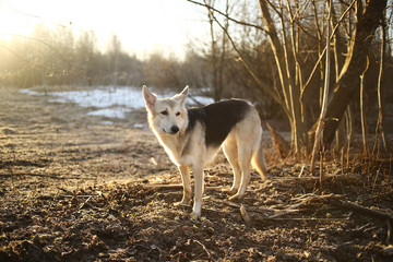 Obraz premium Charismatic dog at walk in winter at dawn