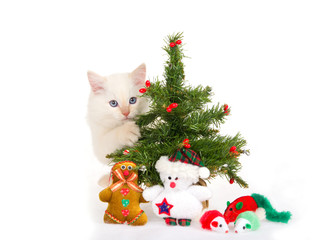 White kitten stands near a Christmas tree
