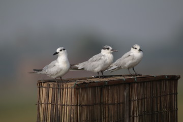 Birds