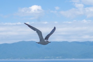 seagull in flight