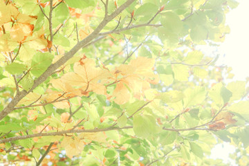 Bright background of colored leaves in autumn. Green, yellow and orange color