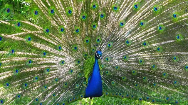 The Peacock stock video is a one of a kind shot of a peacock opening its vibrant and stunning plumage in front of the camera. Generally, peacocks fan out their feathers as part of a courtship ritual t