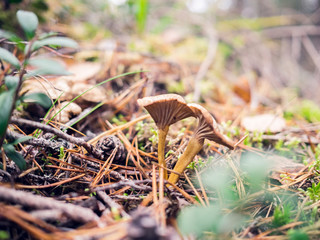 mushroom in forest